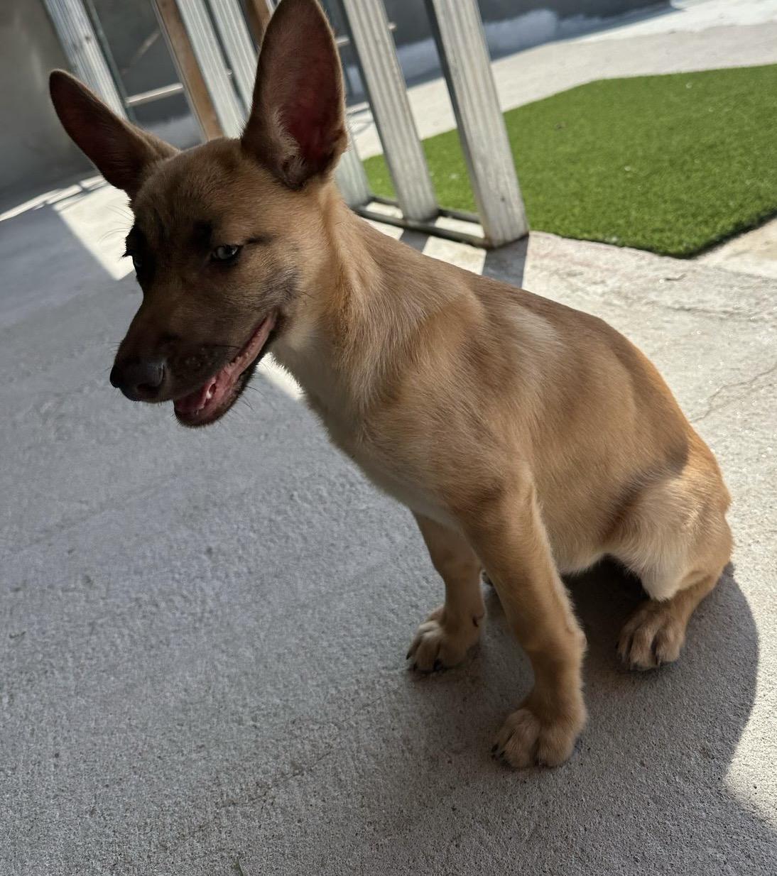 PENNY