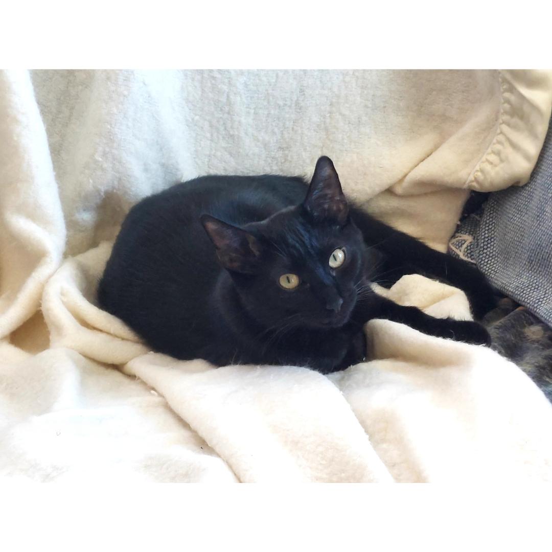 Boudreux, a Adoptable Domestic Short Hair in Morgan Hill, CA image 2/6