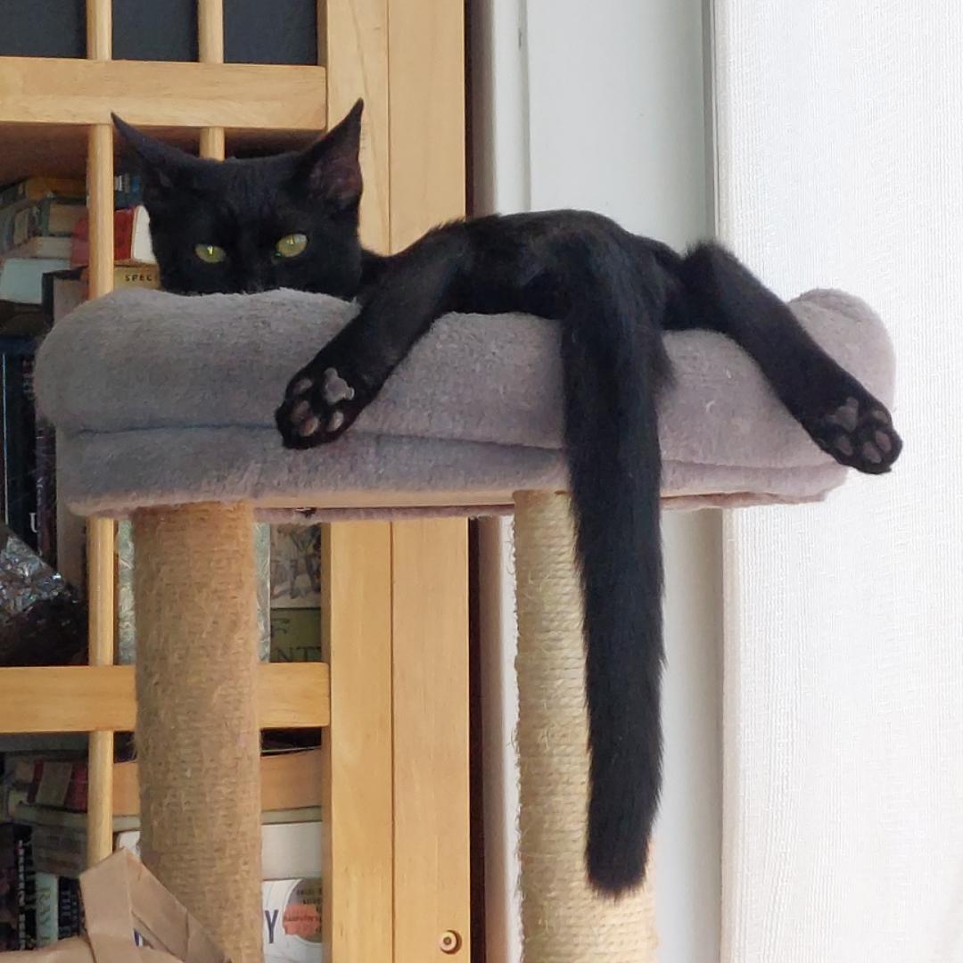 Boudreux, a Adoptable Domestic Short Hair in Morgan Hill, CA image 4/6