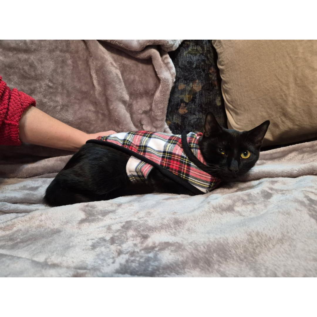 Boudreux, a Adoptable Domestic Short Hair in Morgan Hill, CA image 3/6