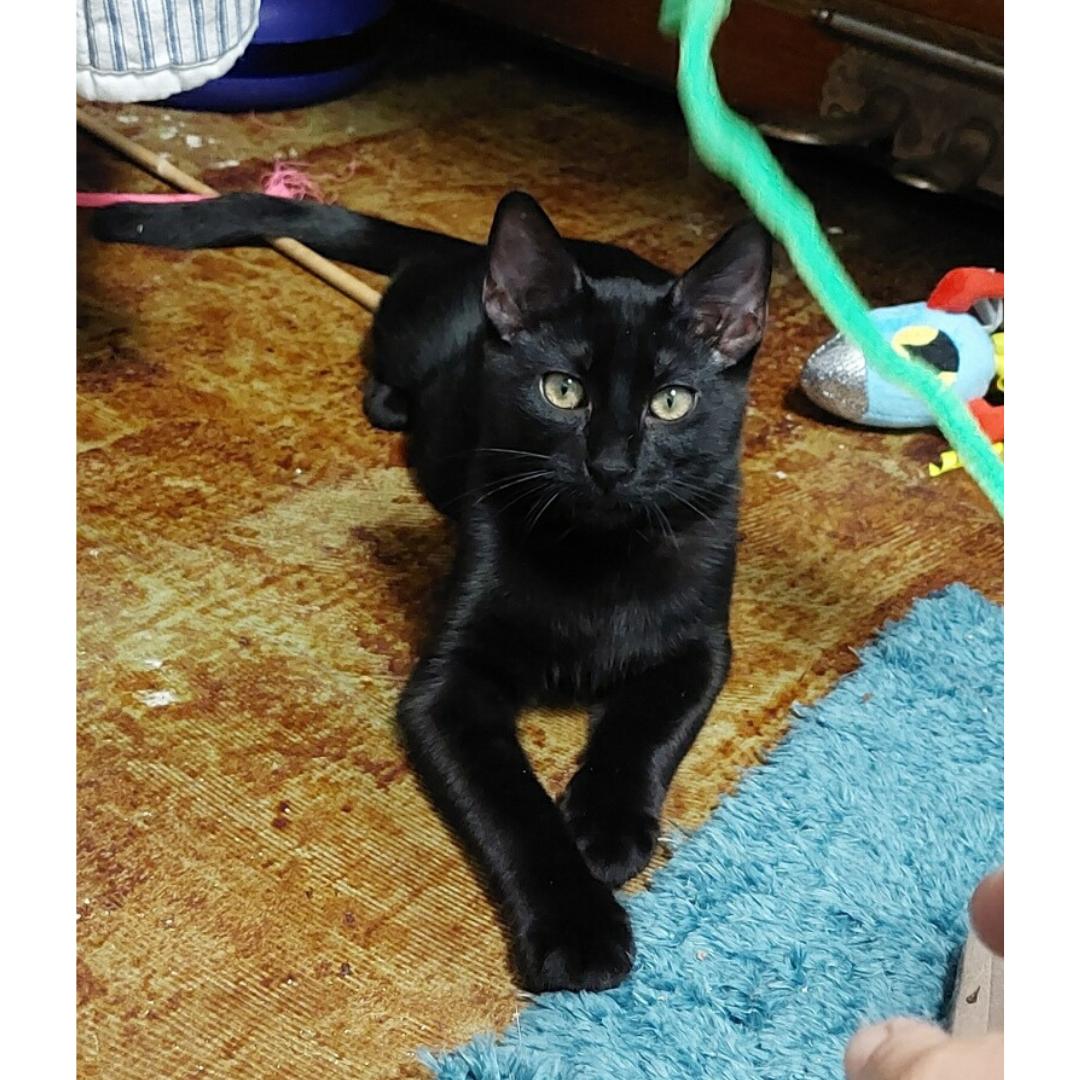 Boudreux, a Adoptable Domestic Short Hair in Morgan Hill, CA image 5/6