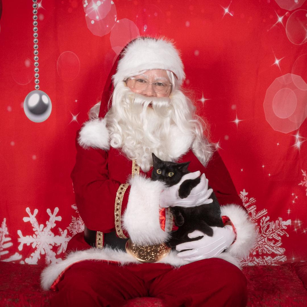 Boudreux, a Adoptable Domestic Short Hair in Morgan Hill, CA image 1/6