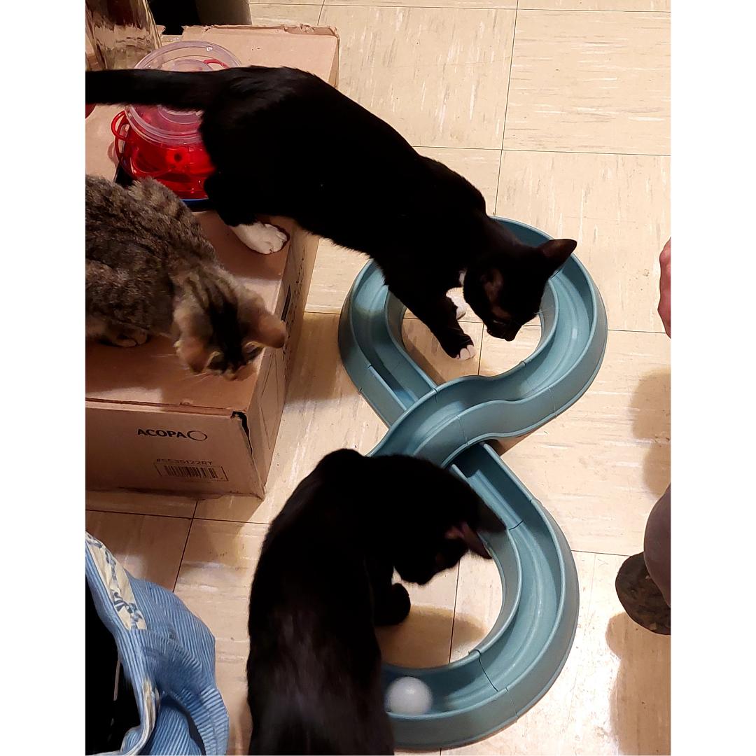 Boudreux, a Adoptable Domestic Short Hair in Morgan Hill, CA image 6/6