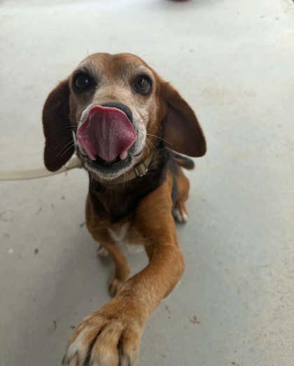 3835B Minato - Adoption Ambassador, Adoptable, Adult Male Beagle & Mixed Breed.