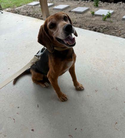 Enlarge 3835B Minato - Adoption Ambassador, a Adoptable mixed breed in North Charleston, SC image 2/2