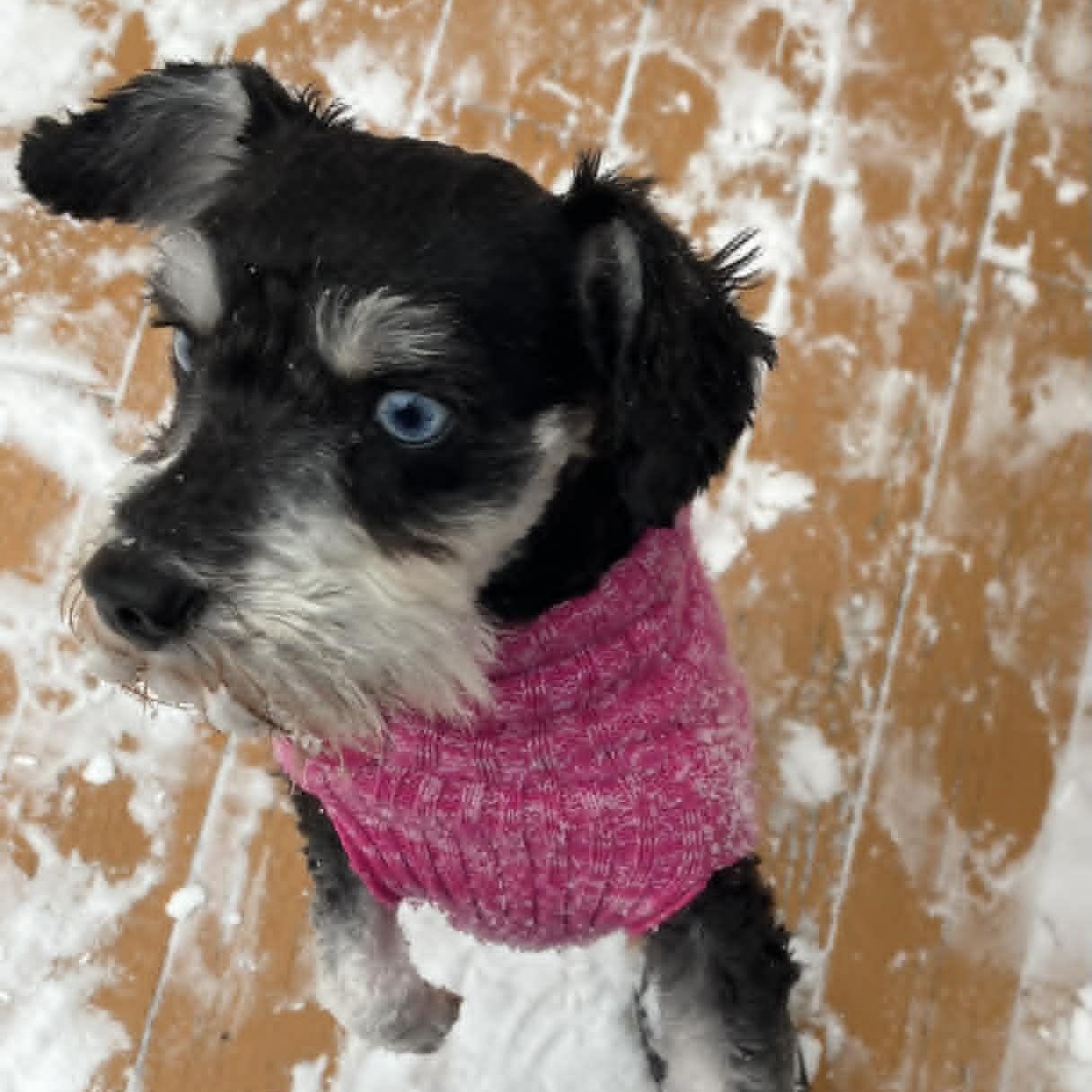 Janice, an adopted mixed breed in Danbury, CT image 4/5