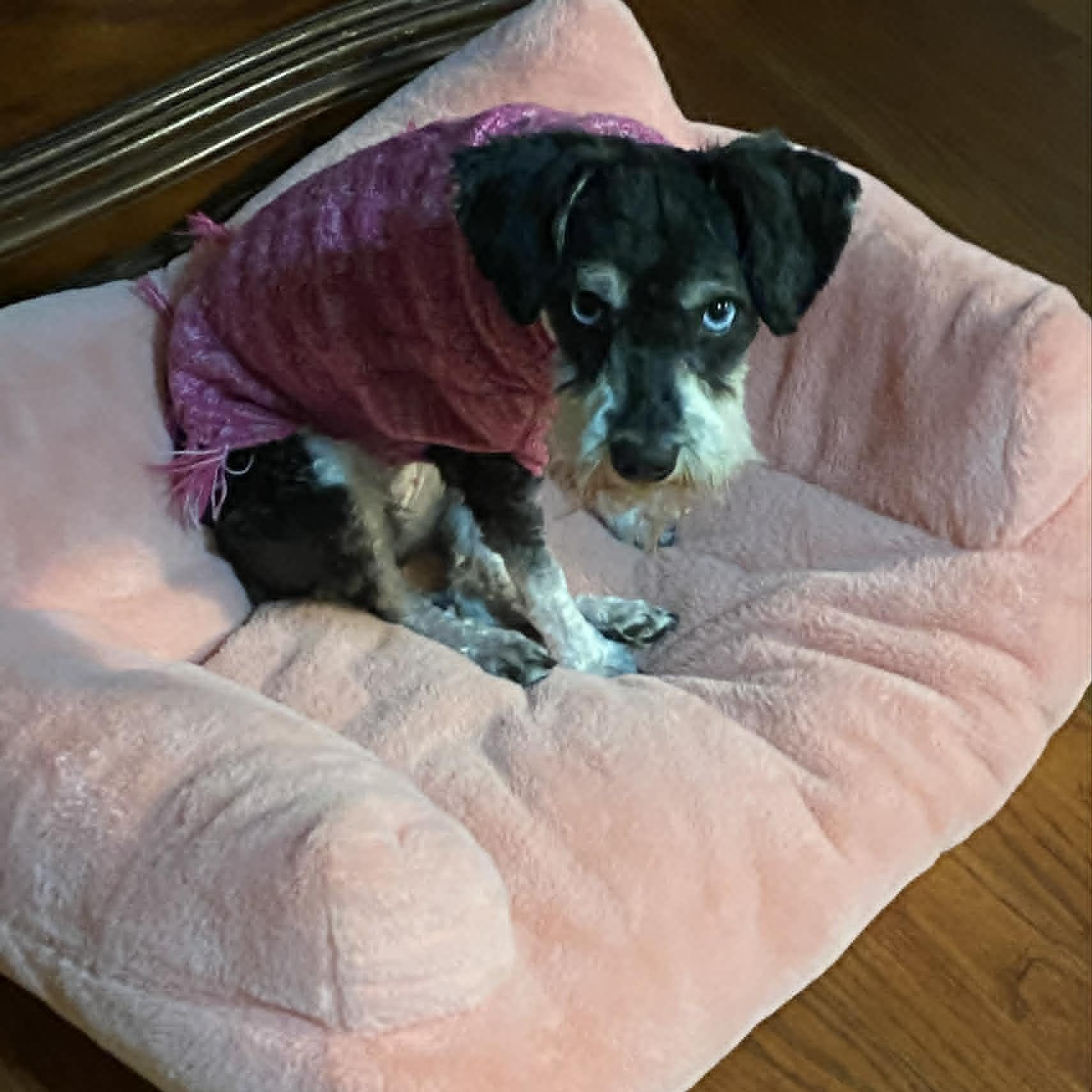 Janice, an adopted mixed breed in Danbury, CT image 3/5