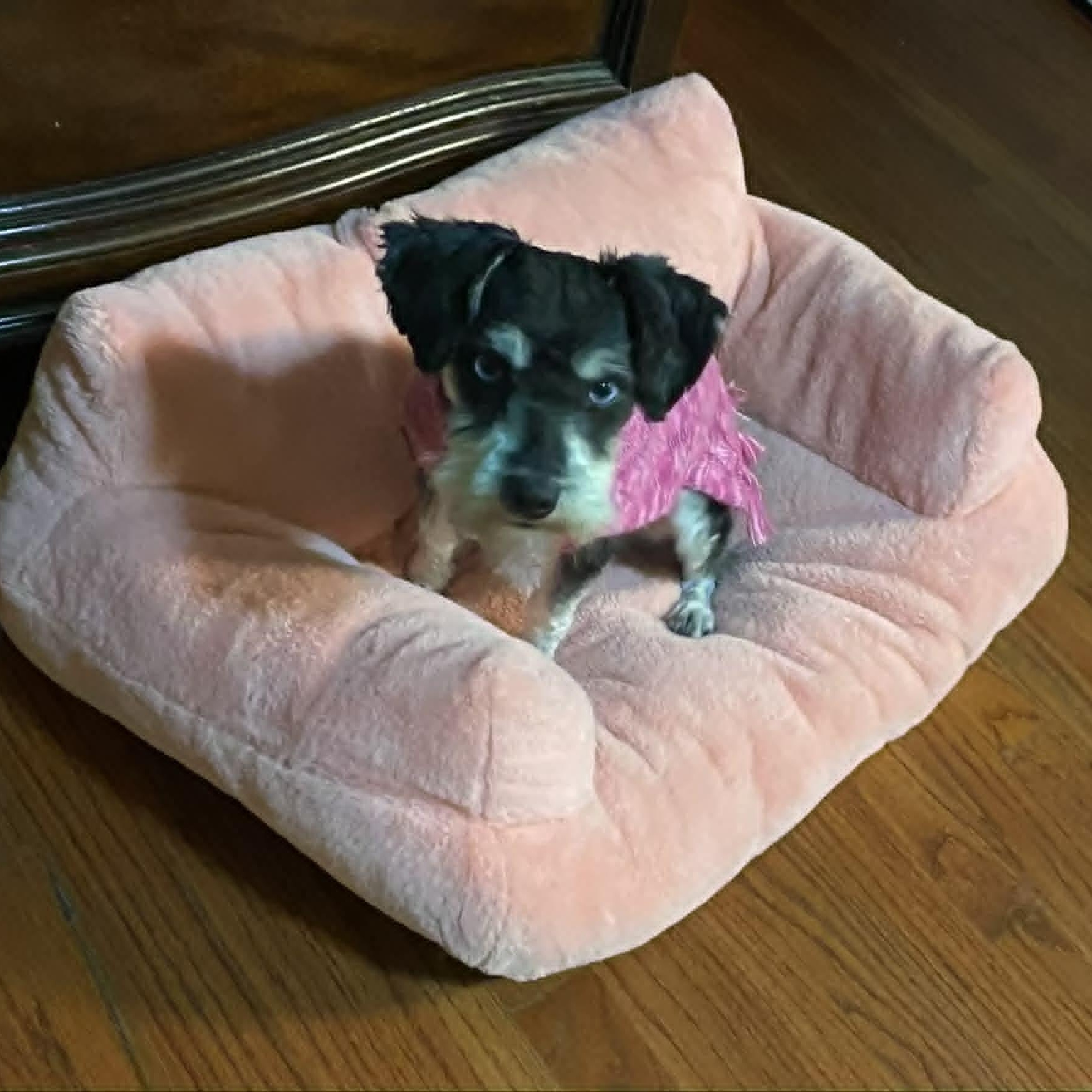 Janice, an adopted mixed breed in Danbury, CT image 1/5