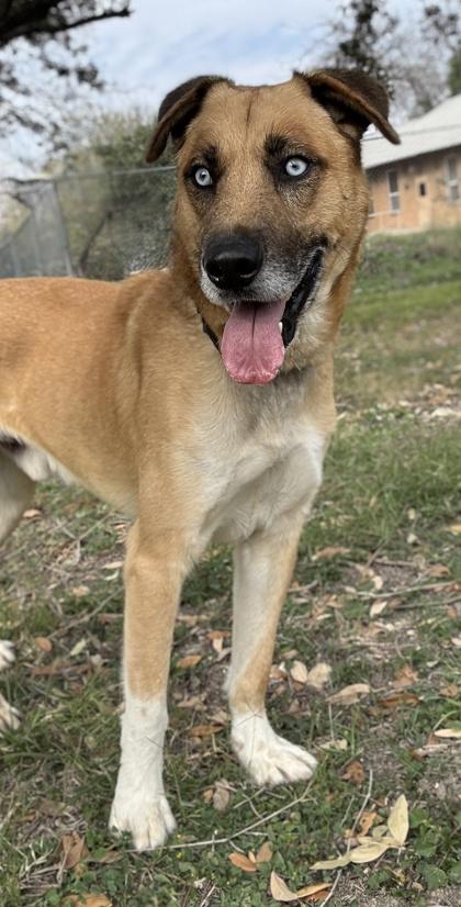 Tank — thumbnail 3