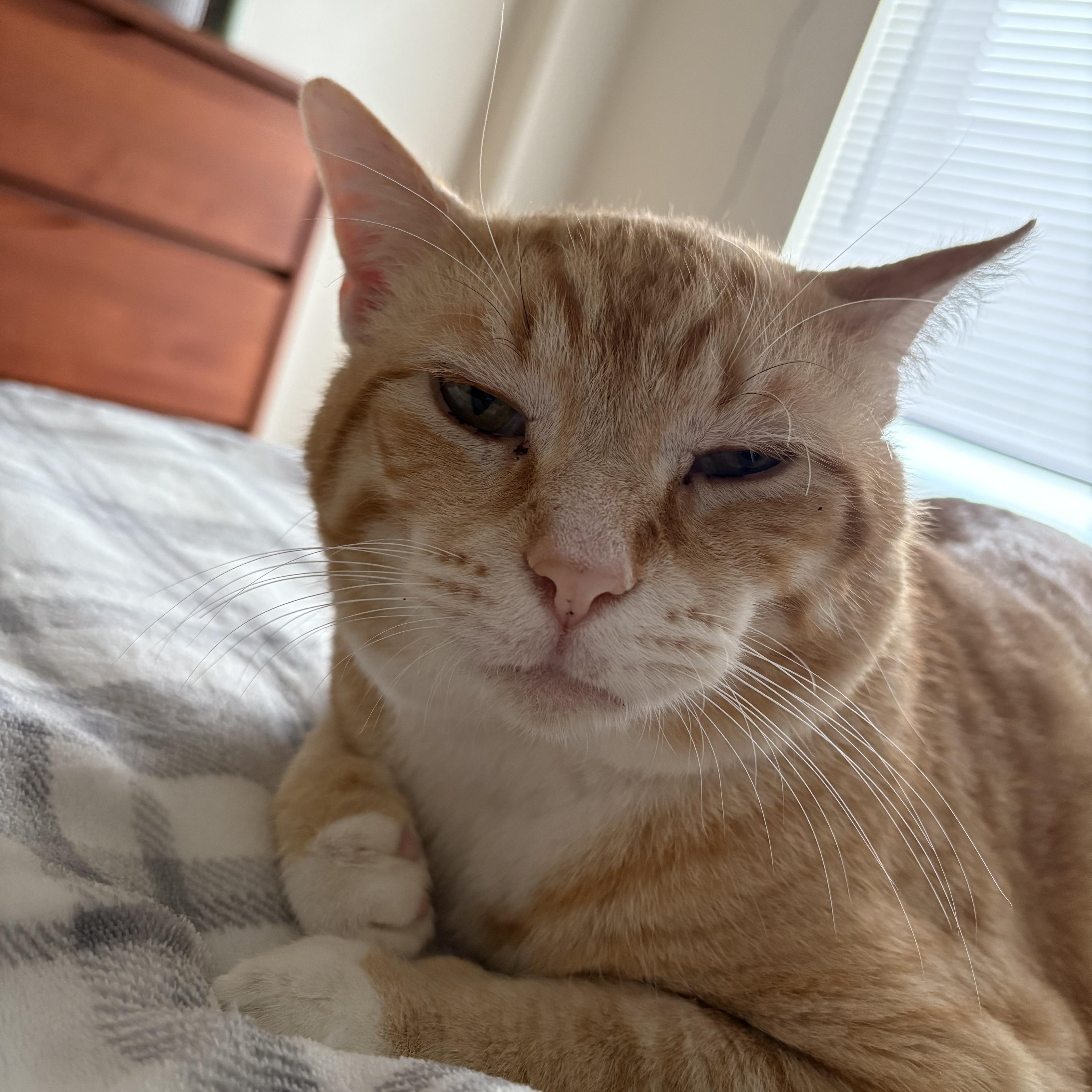 Honey Bear Hubble