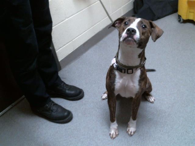 BABY GIRL, Adoptable, Young Female Pit Bull Terrier & Mixed Breed.