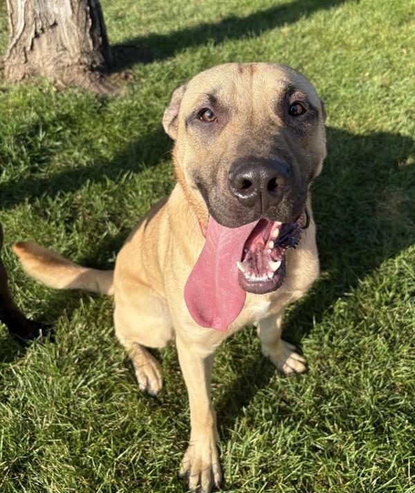 Scooby, Adoptable, Young Male Shar-Pei & Shepherd.