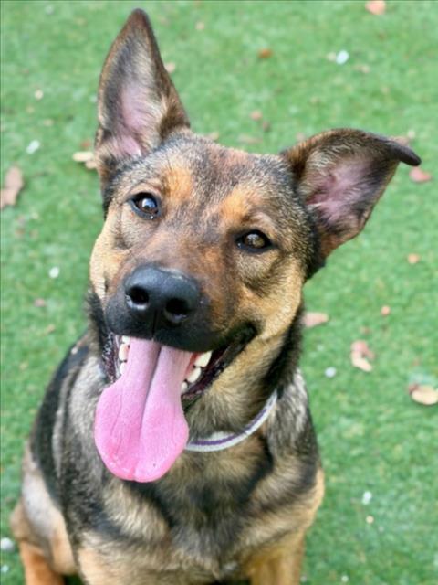 CALLIE, Adoptable, Young Female German Shepherd Dog.