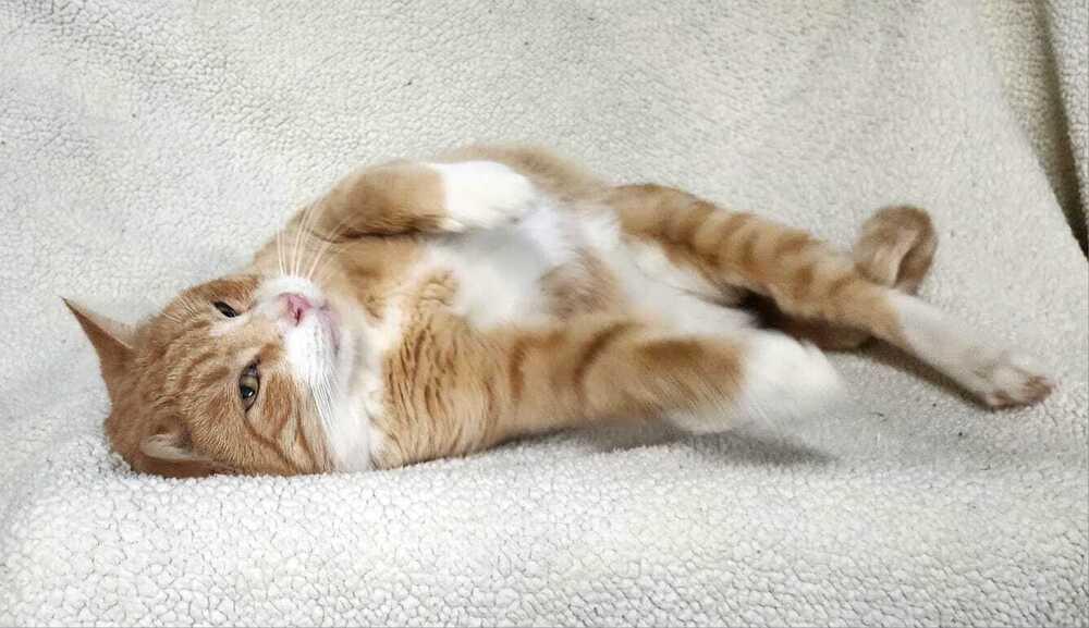 Enlarge Archie, a Adoptable mixed breed in Jessup, MD image 2/3