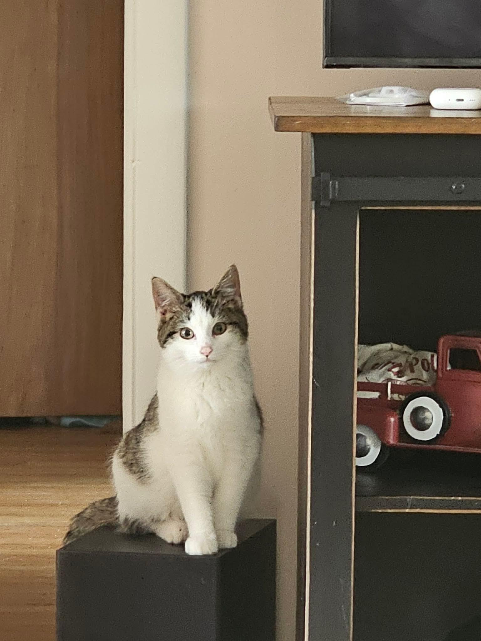 Enlarge Truffle, a Adoptable Domestic Short Hair in Reading, PA image 1/1