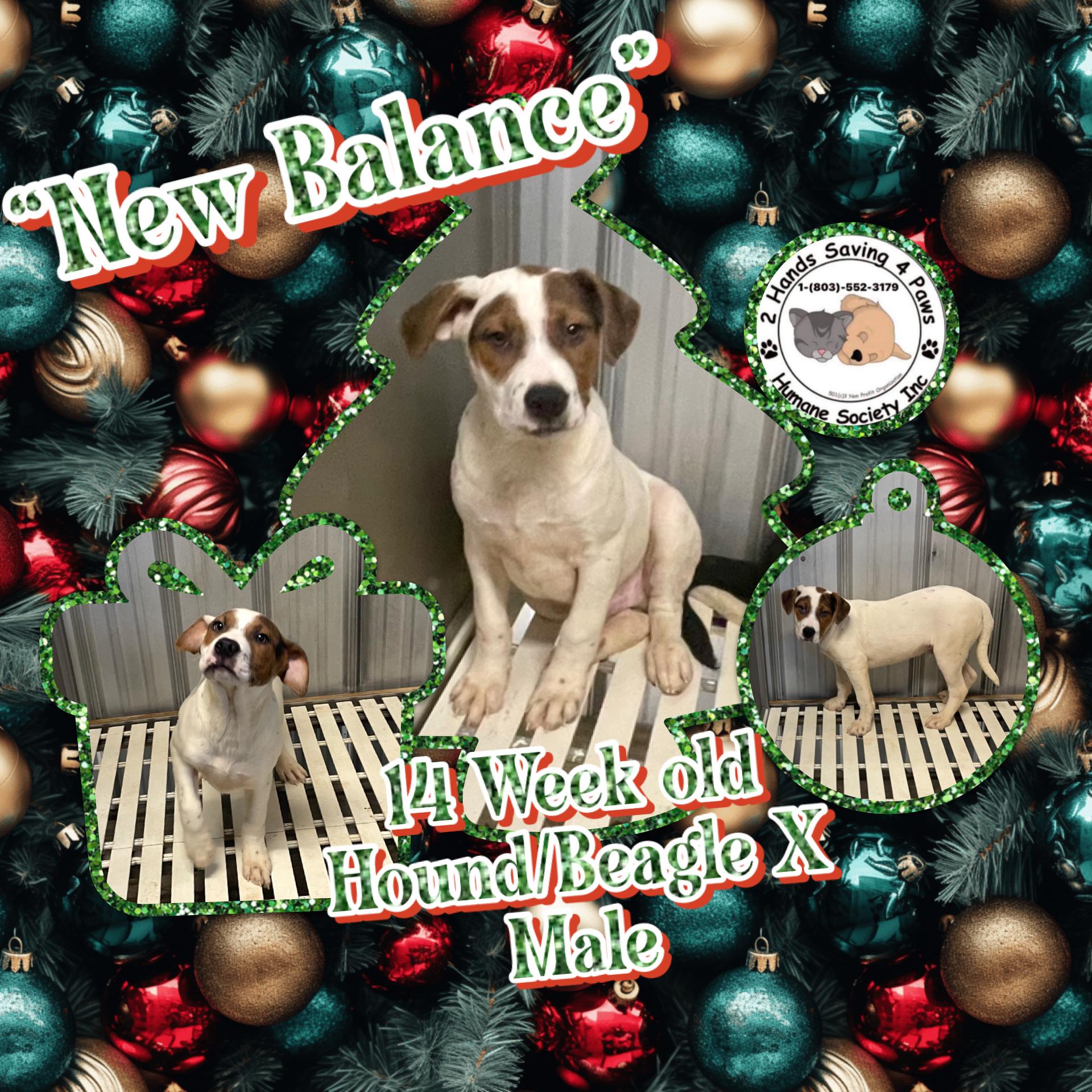 Enlarge “New Balance “, a Adoptable mixed breed in Totowa, NJ image 1/2