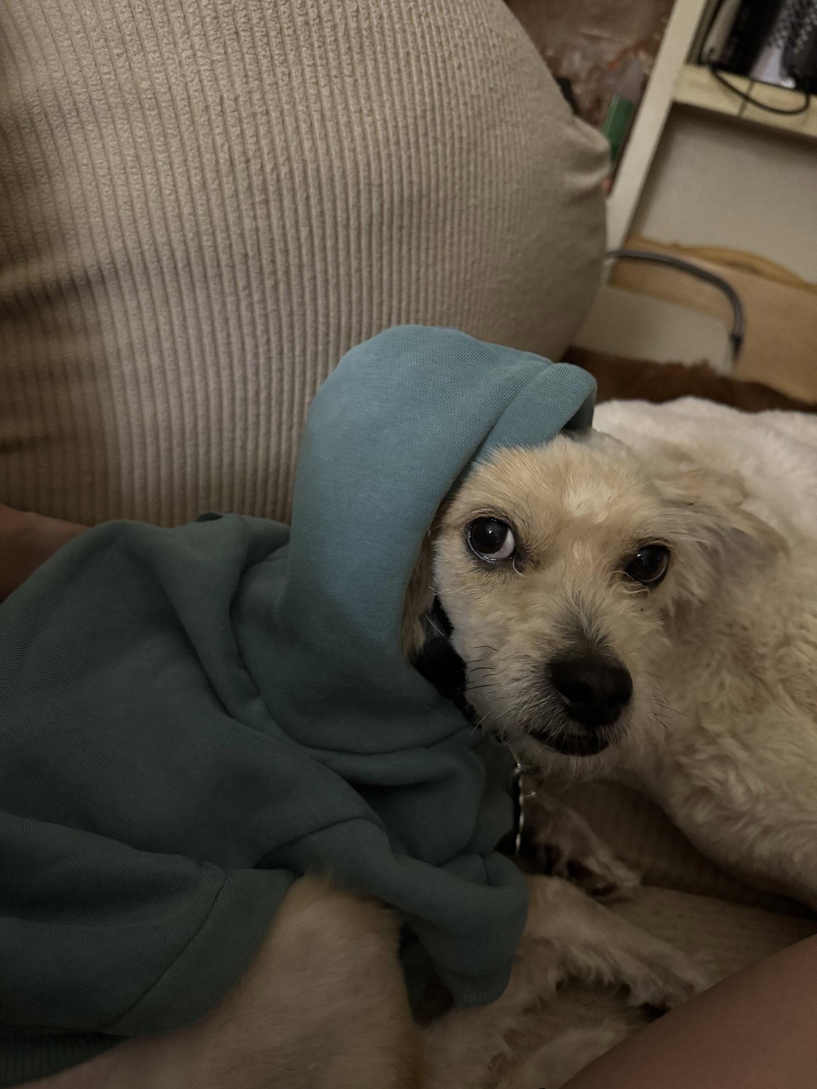 Andre, Adoptable, Adult Male Maltese.