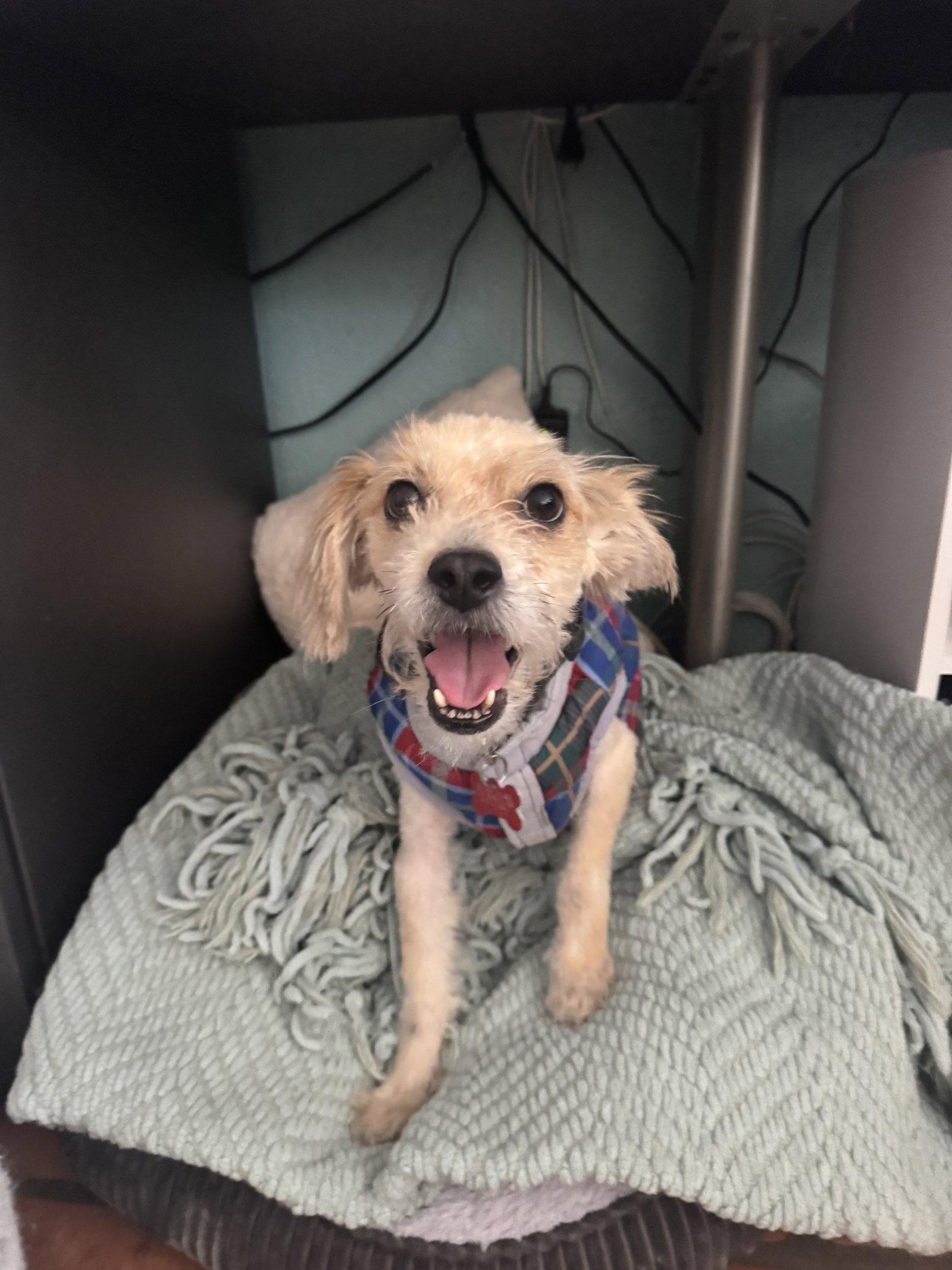 Andre, a Adoptable Maltese in San Diego, CA image 2/3
