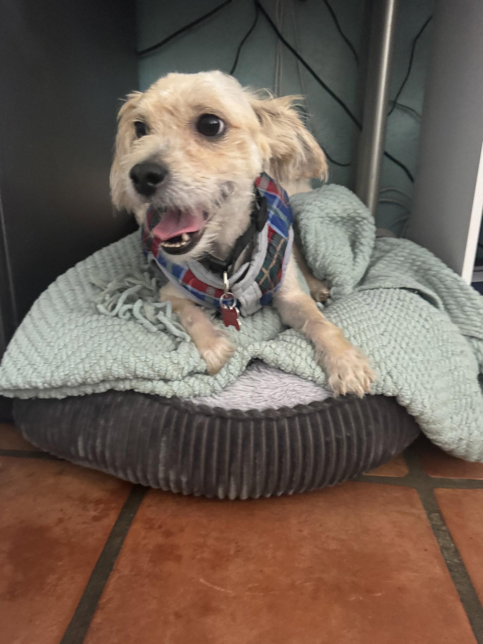 Andre, a Adoptable Maltese in San Diego, CA image 3/3