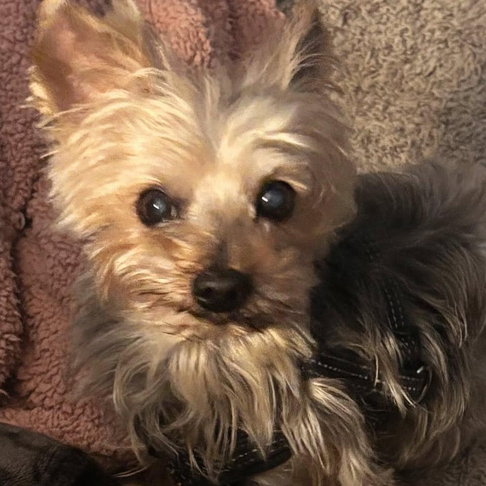 Bronson C-34414, a Adoptable Yorkshire Terrier in Oklahoma City, OK image 1/2