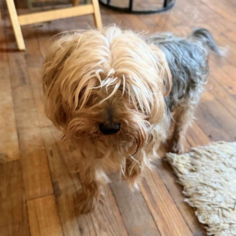 Enlarge Branson C-34414, a Adoptable Yorkshire Terrier in Oklahoma City, OK image 1/1