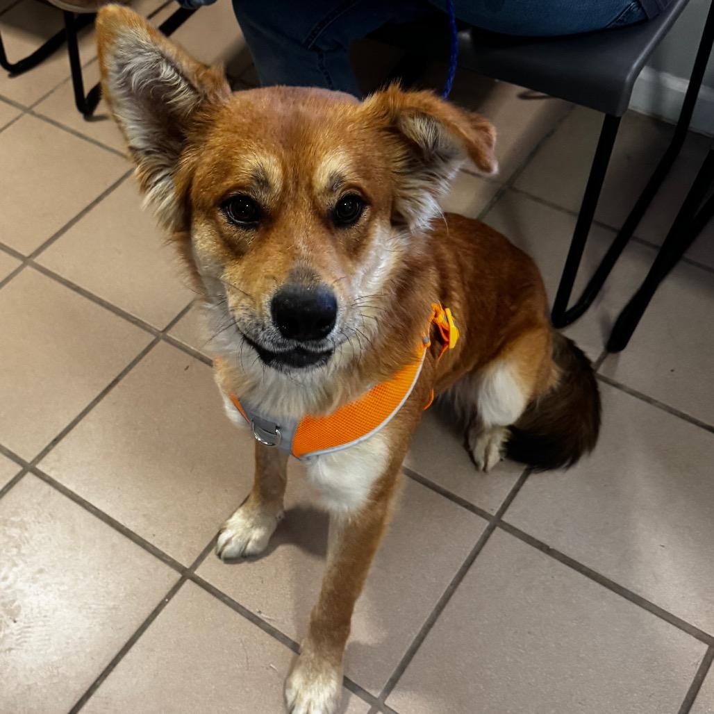 Copper, Adoptable, Adult Male Golden Retriever.