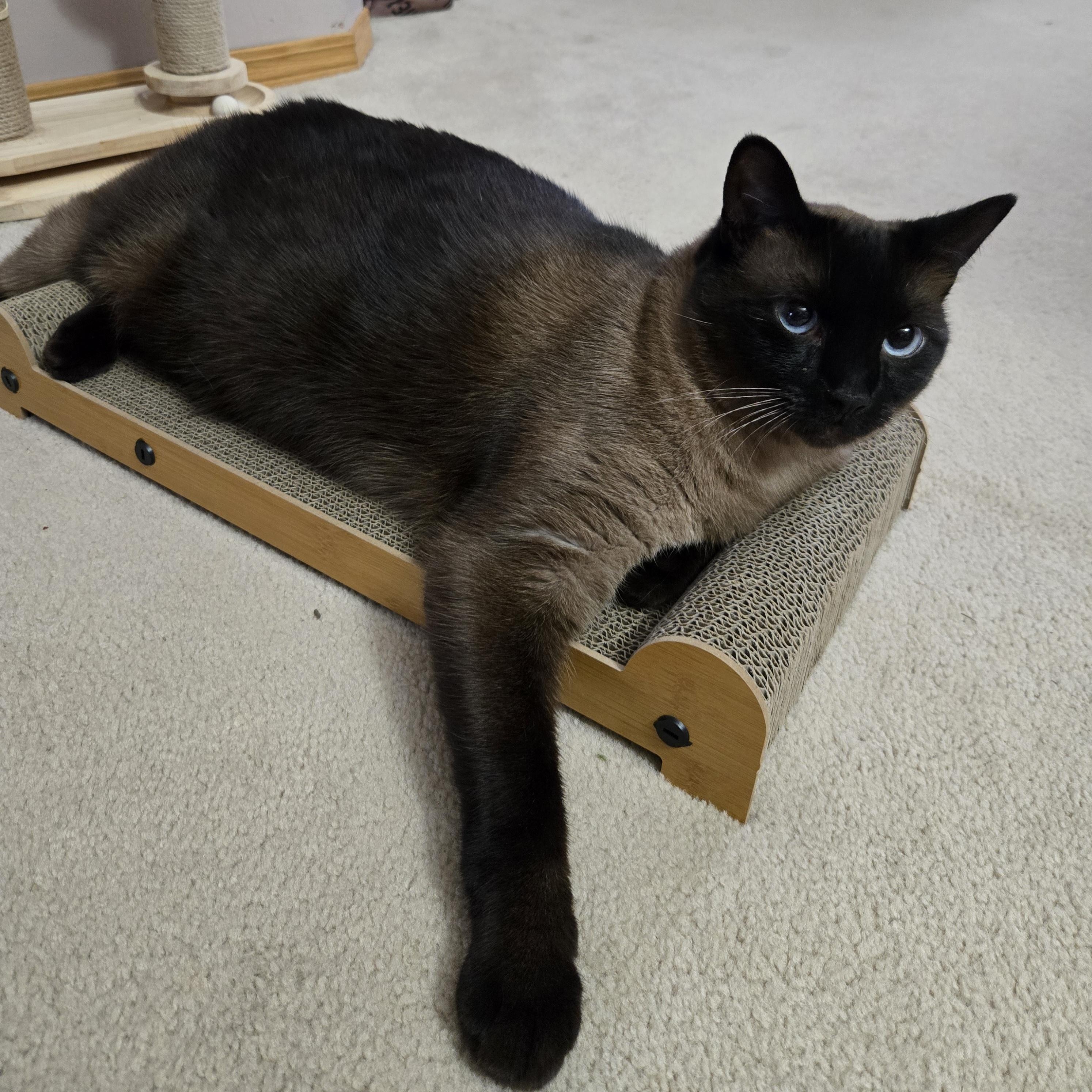 Tootsie, ADOPTABLE, Adult Female Siamese.