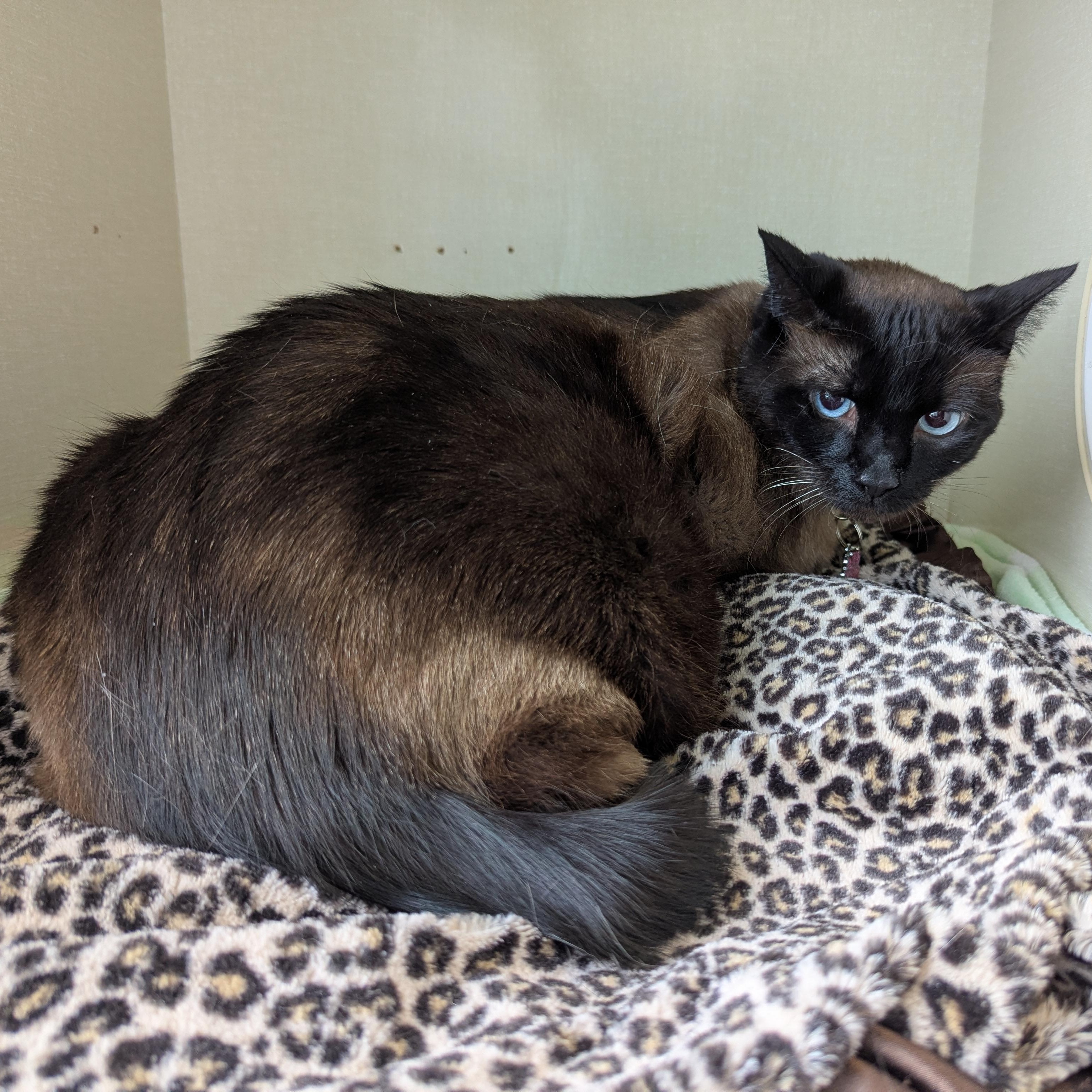 Enlarge Tootsie, a ADOPTABLE mixed breed in Morden, MB image 2/2