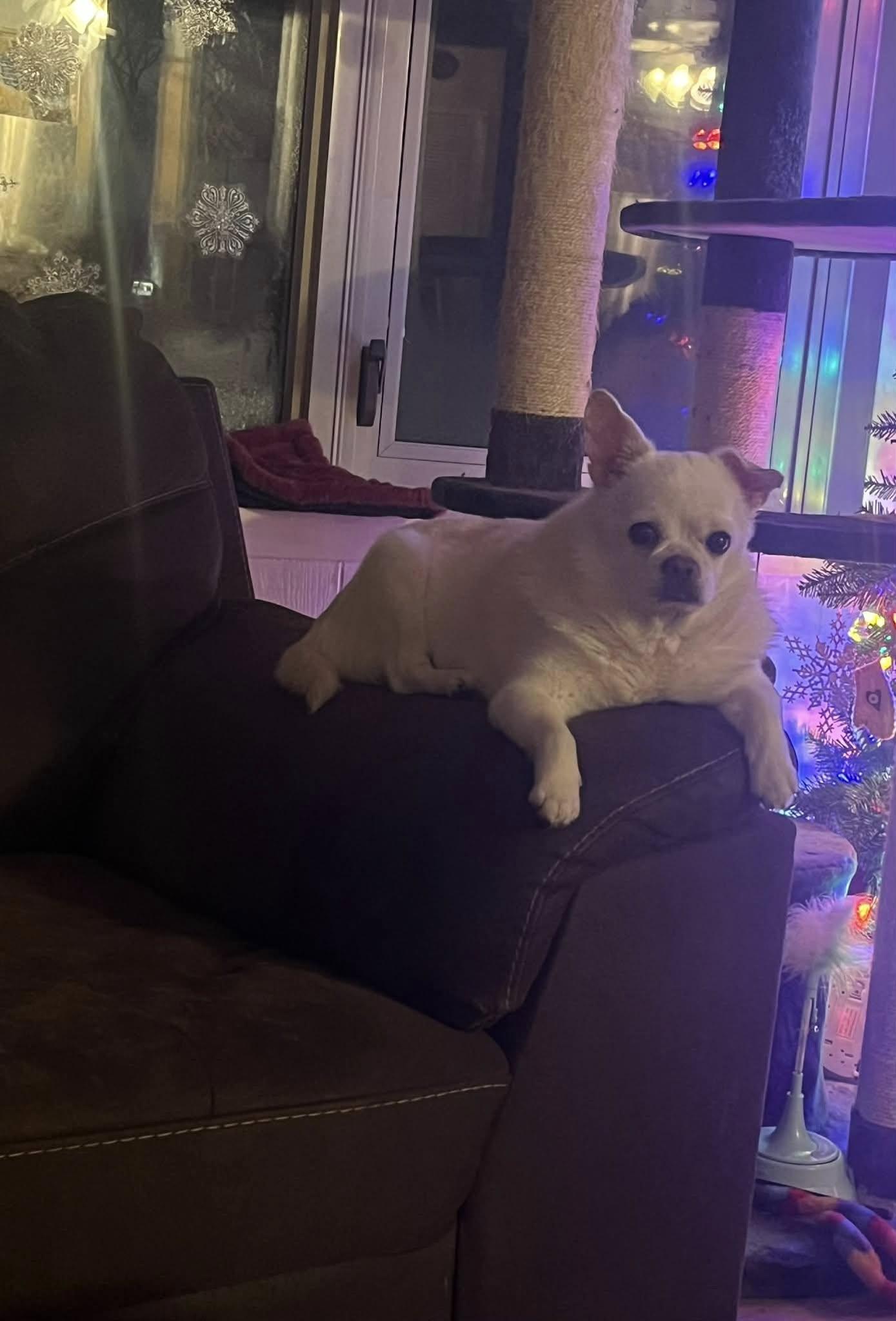 Enlarge Whitey, a ADOPTABLE mixed breed in Blaine, MN image 2/3