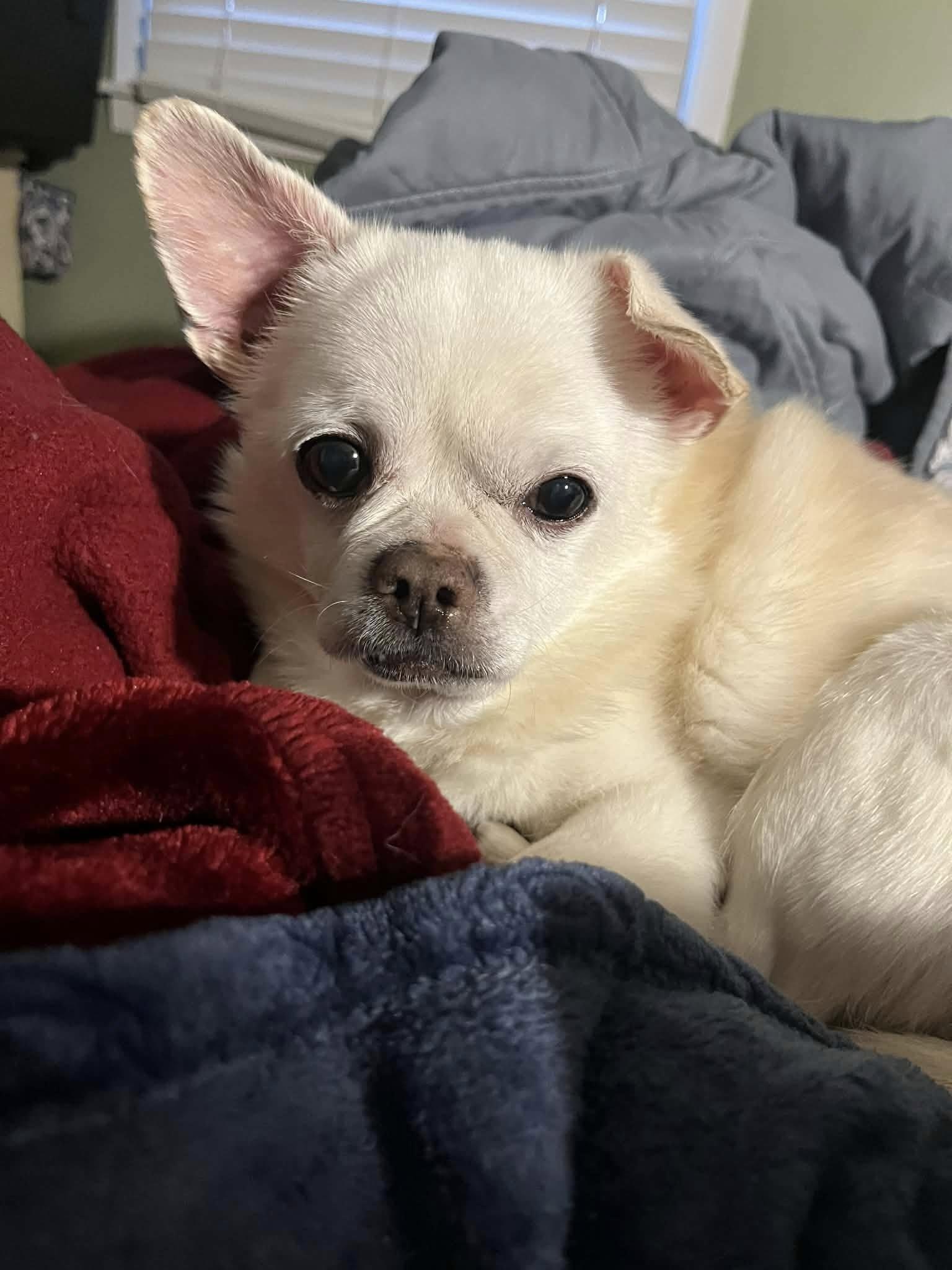 Whitey, ADOPTABLE, Senior Male Chihuahua.