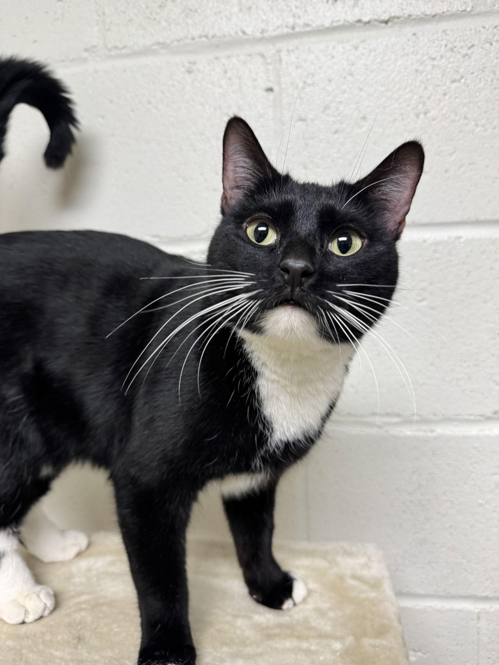 Cookies, Adoptable, Adult Female Domestic Short Hair.