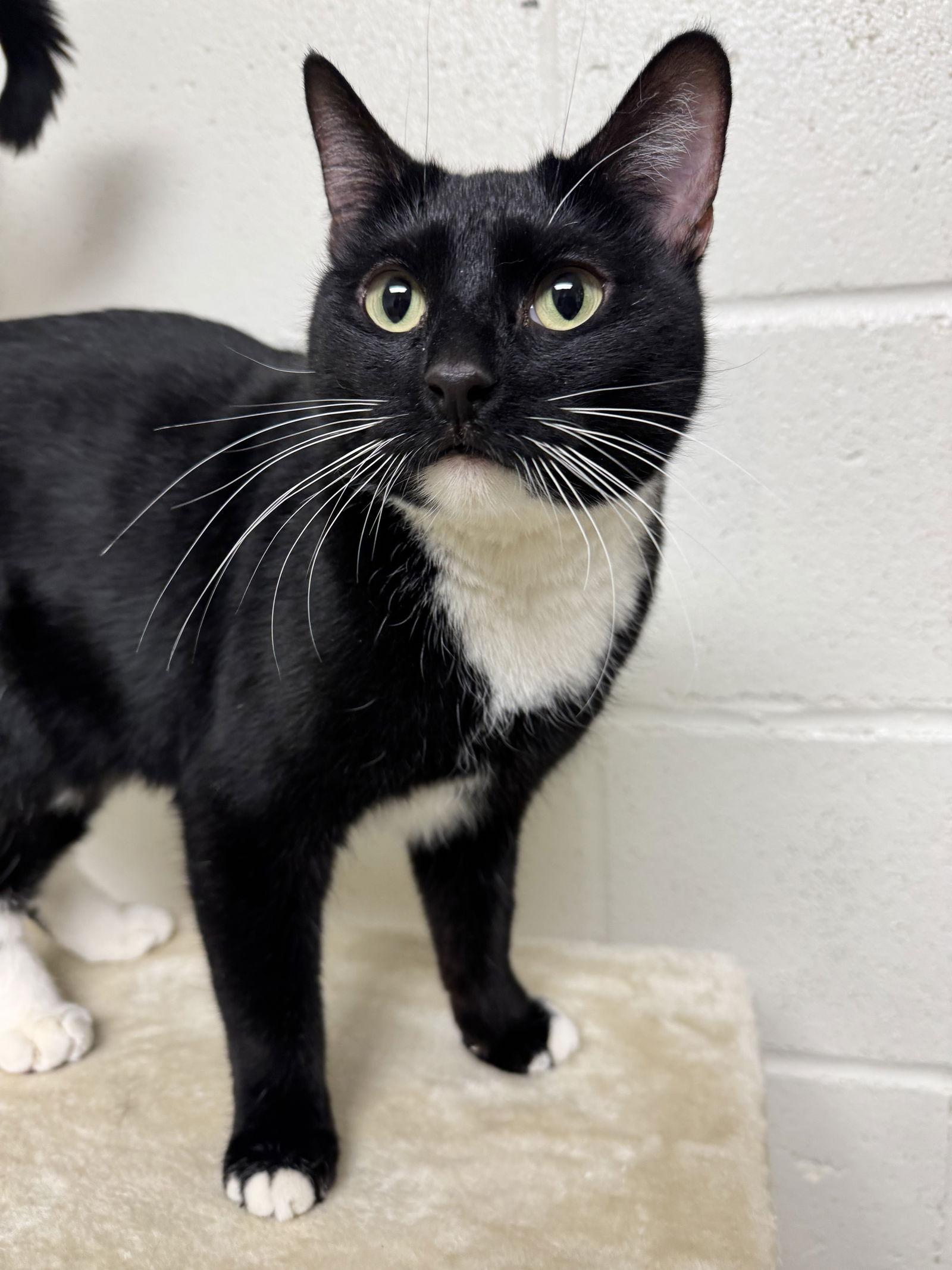 Enlarge Cookies, a Adoptable Domestic Short Hair in Brick, NJ image 2/3
