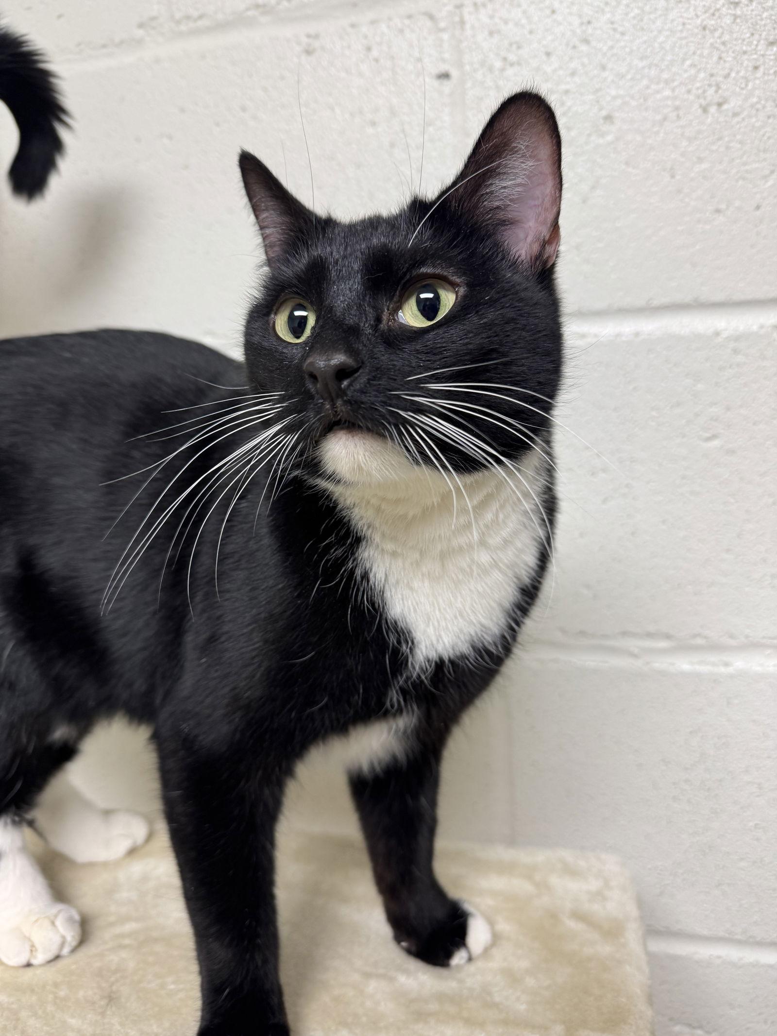 Enlarge Cookies, a Adoptable Domestic Short Hair in Brick, NJ image 3/3