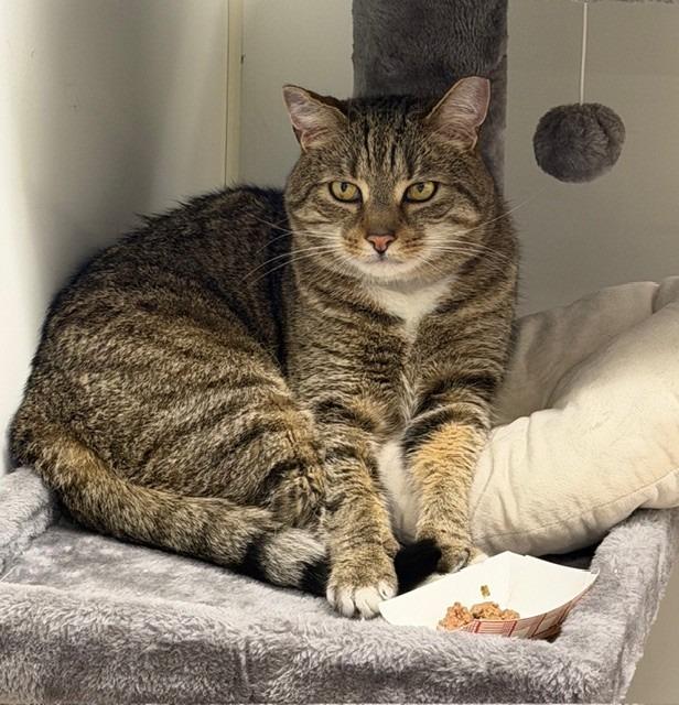 Binx, Adoptable, Adult Male Domestic Short Hair.