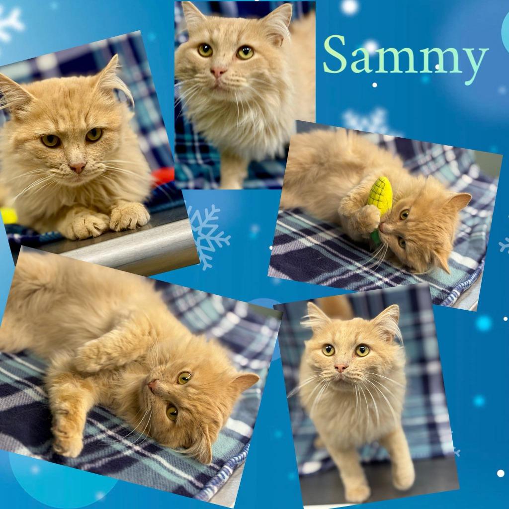 Sammy, Adoptable, Adult Male Domestic Long Hair.