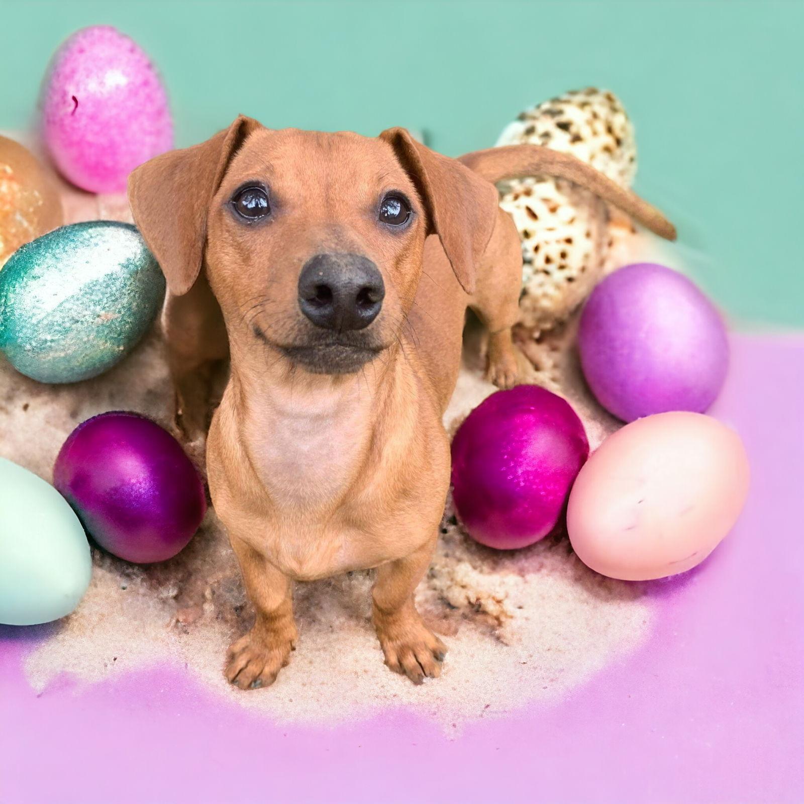 Reid, Adopted, Young Male Dachshund & Miniature Pinscher.