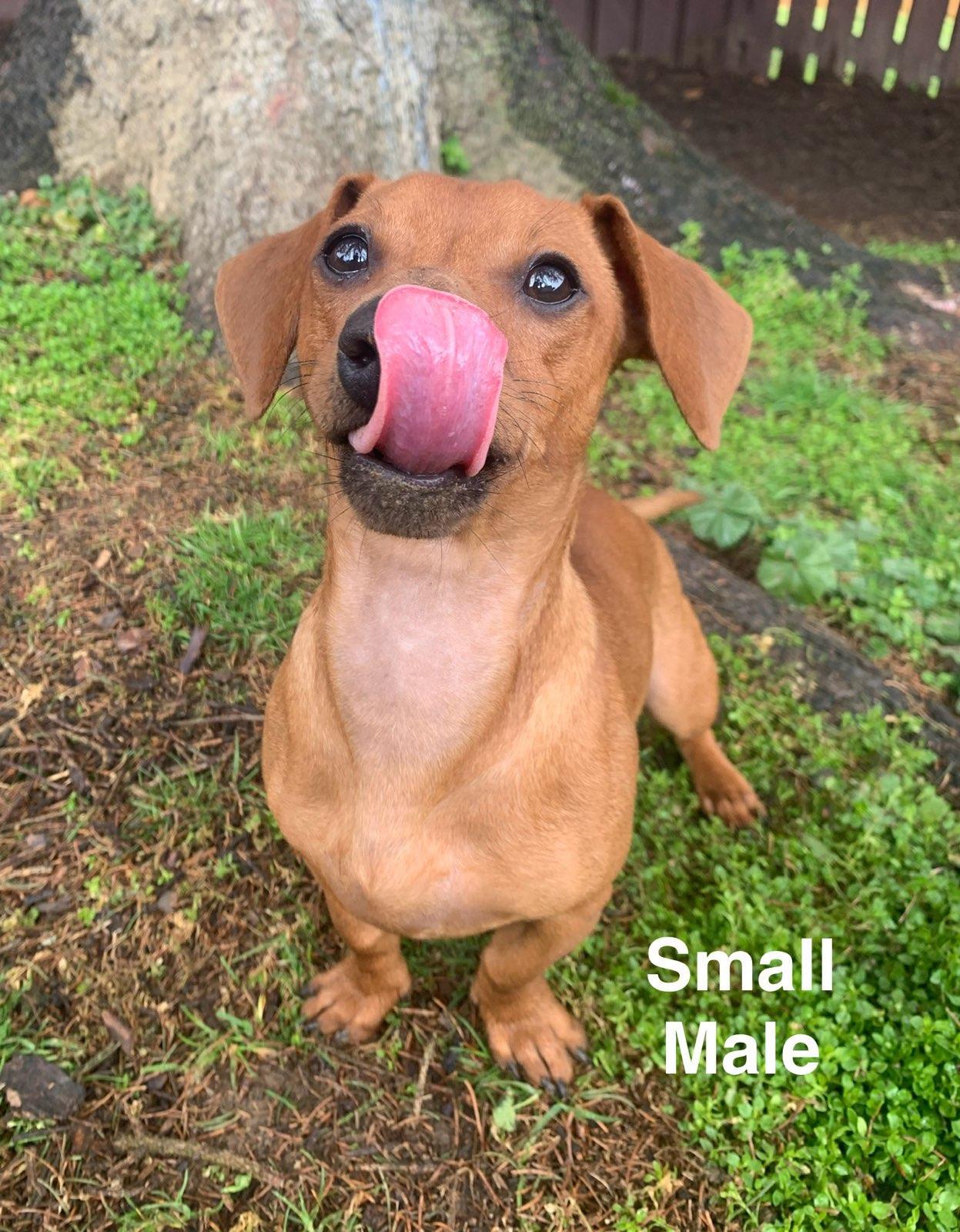 Reid, a Adopted mixed breed in Elizabethtown, PA image 2/2