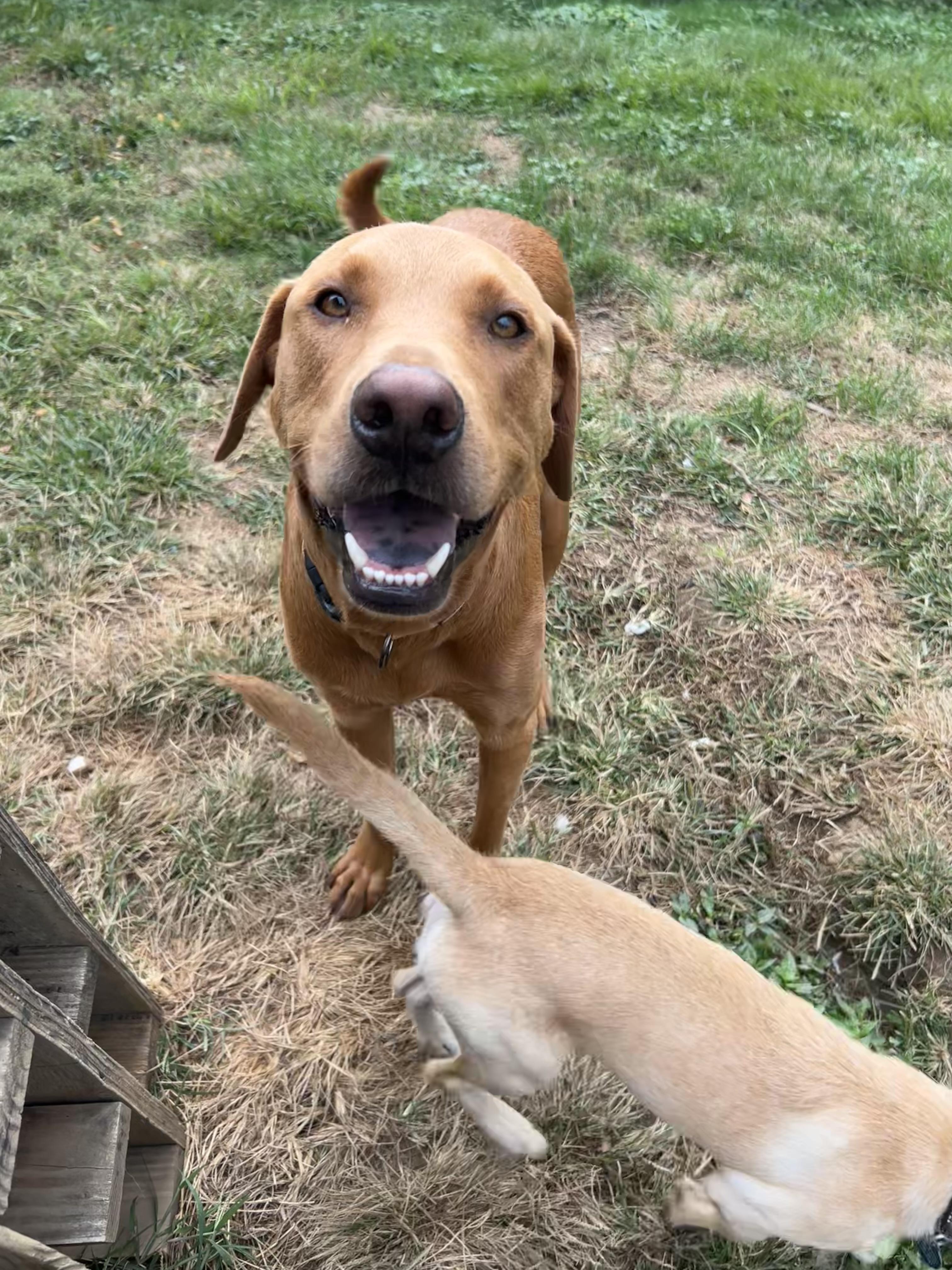 Javier, a Adoptable mixed breed in Alexandria, VA image 2/6