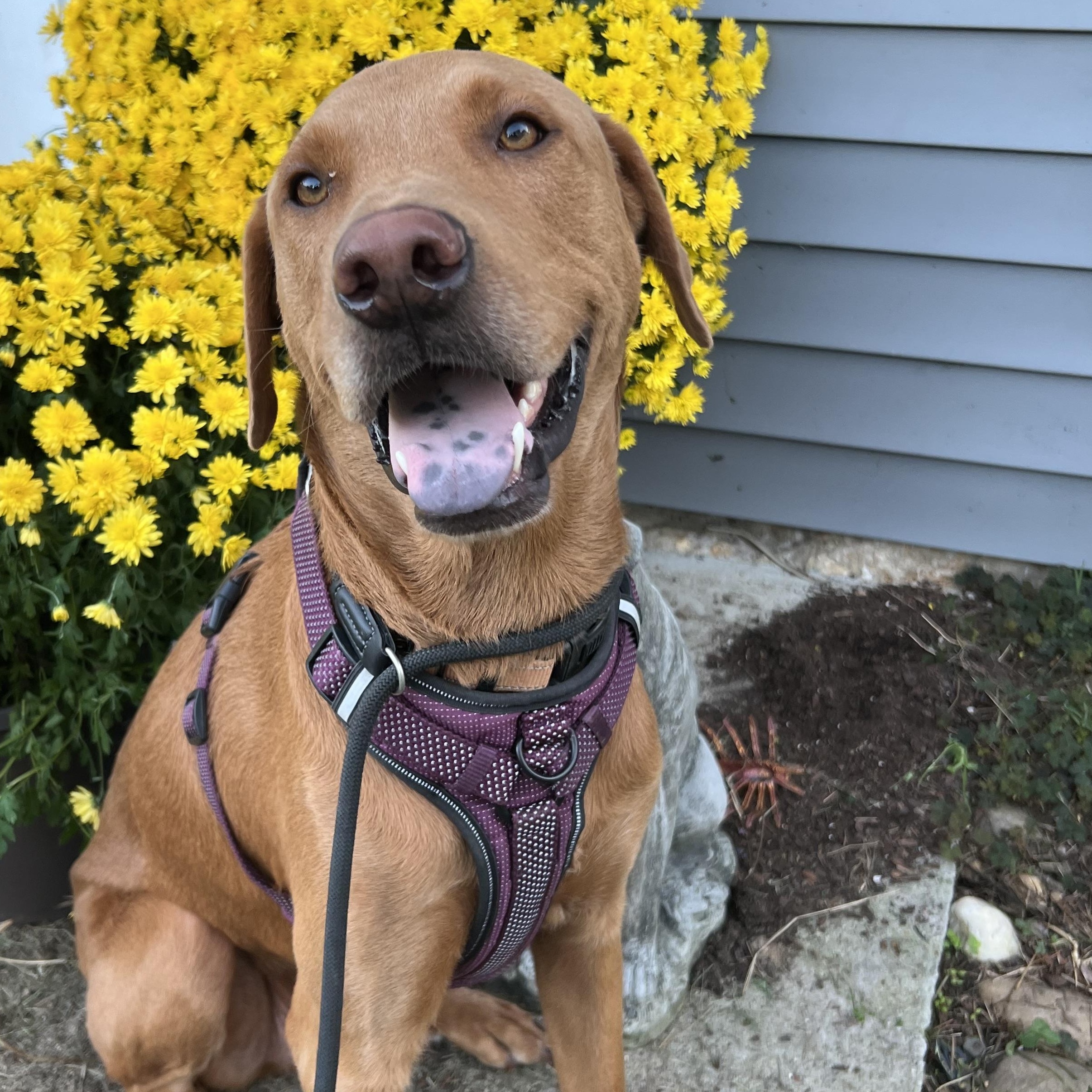 Javier, a Adoptable mixed breed in Alexandria, VA image 1/6