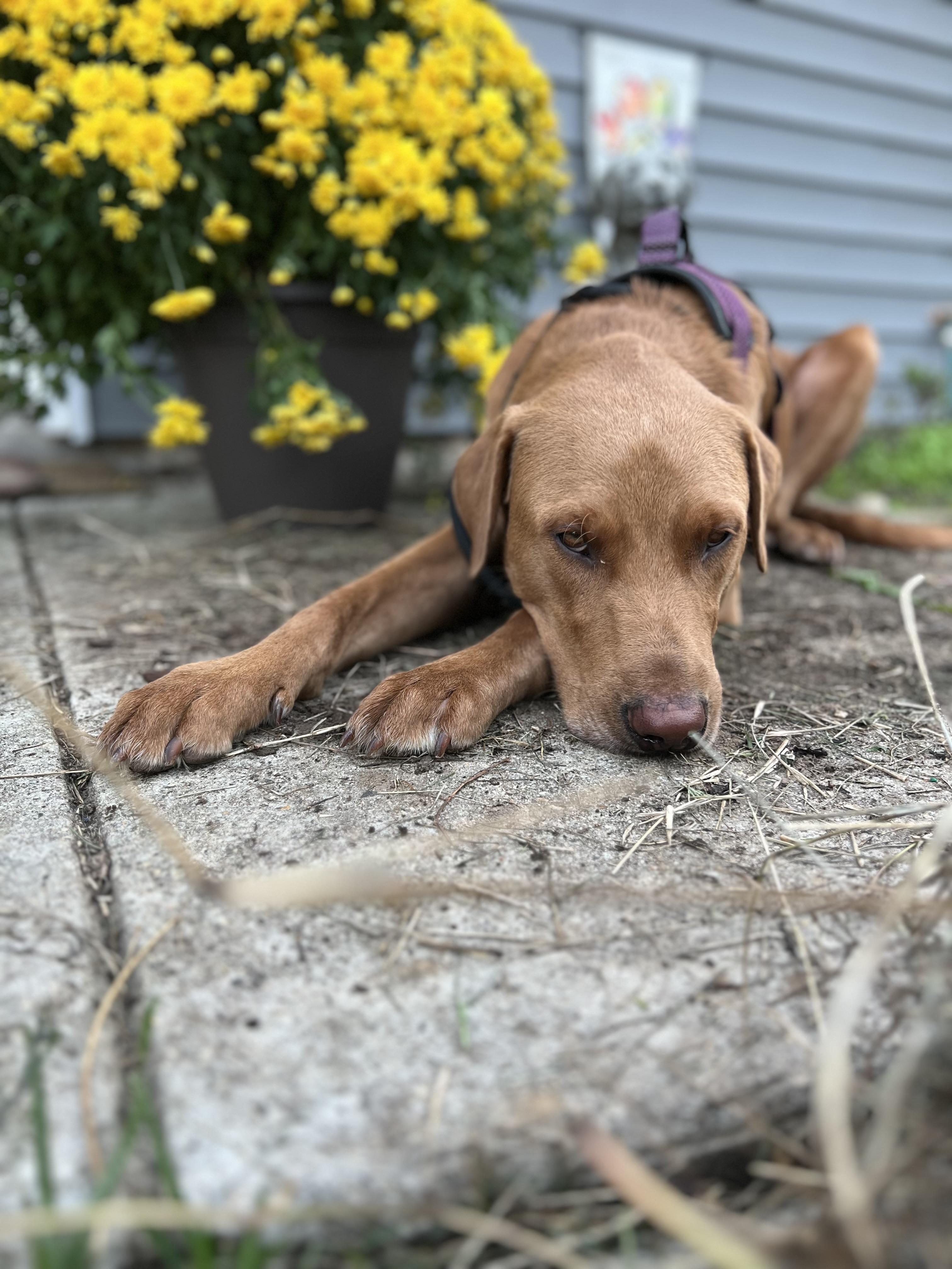 Javier, a Adoptable mixed breed in Alexandria, VA image 3/6