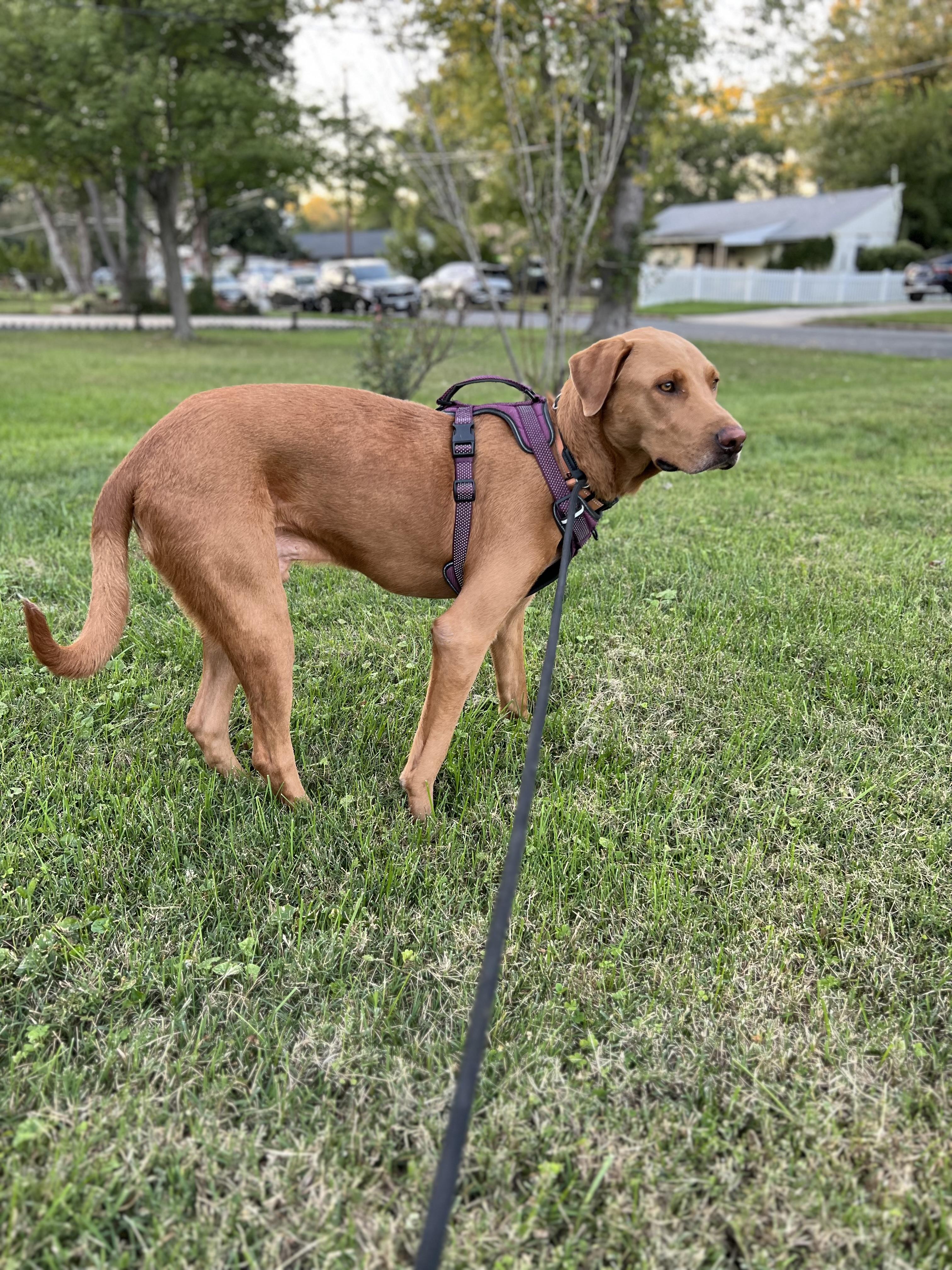 Javier, a Adoptable mixed breed in Alexandria, VA image 4/6