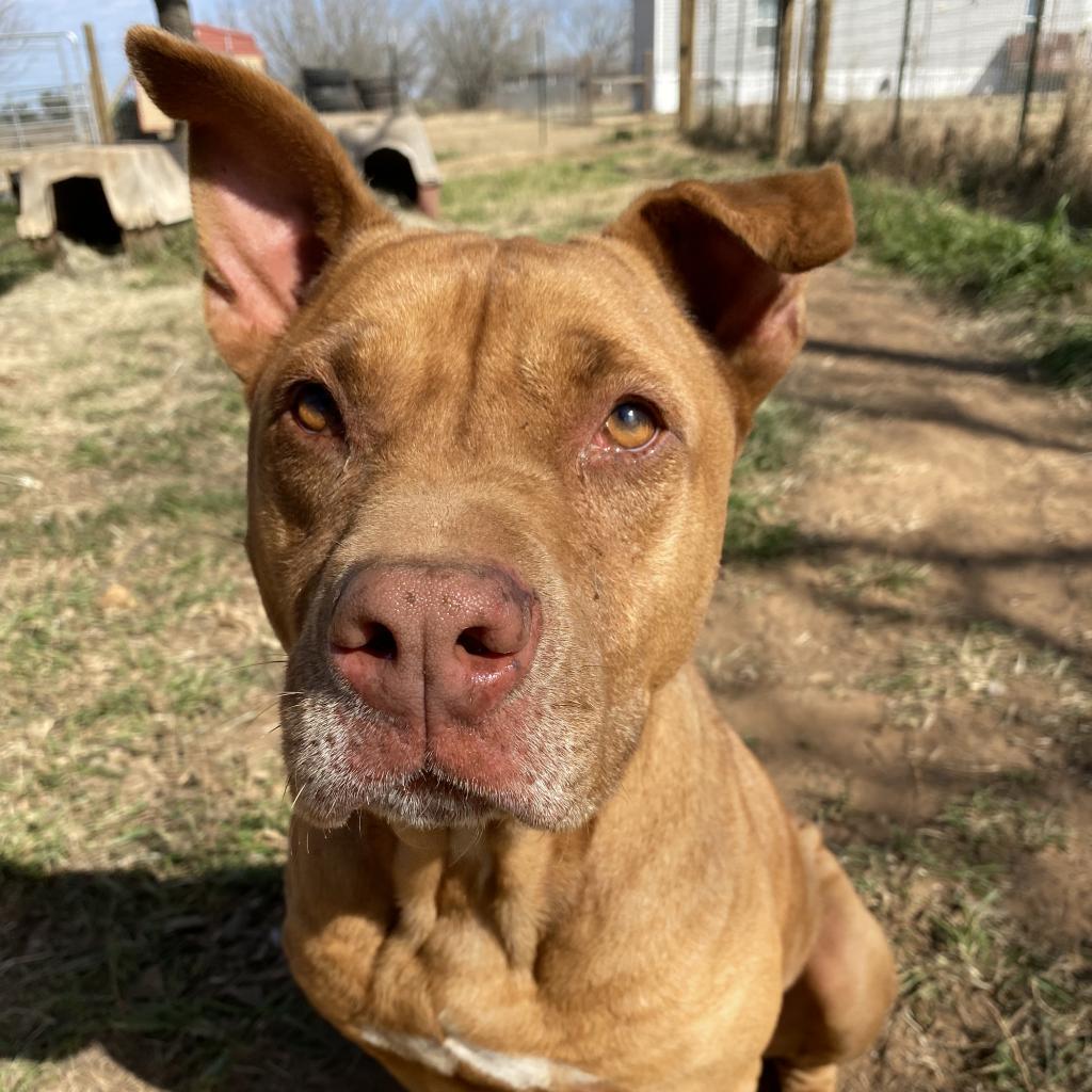 Enlarge Cuate, a Adoptable mixed breed in Seguin, TX image 1/6