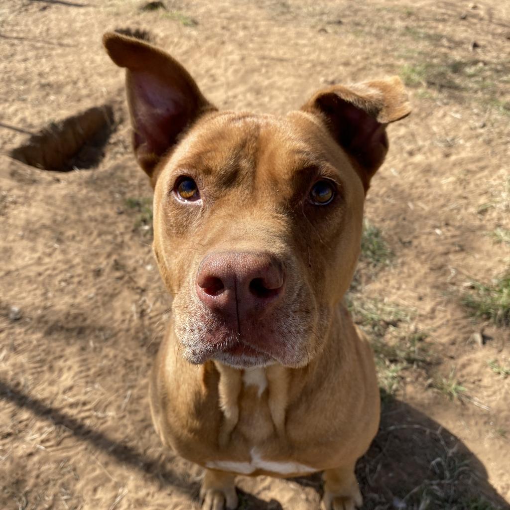 Enlarge Cuate, a Adoptable mixed breed in Seguin, TX image 2/6