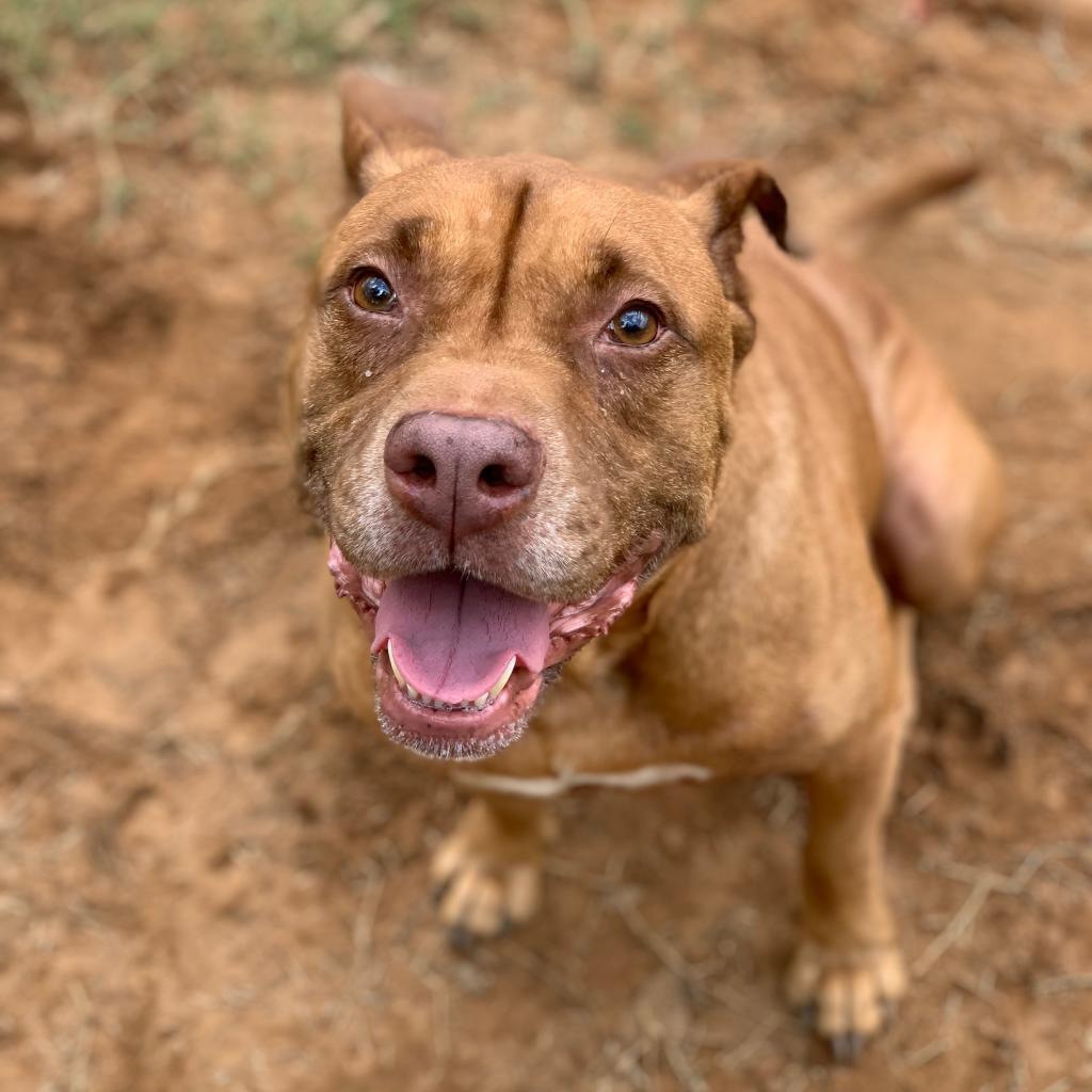 Enlarge Cuate, a Adoptable mixed breed in Seguin, TX image 3/6