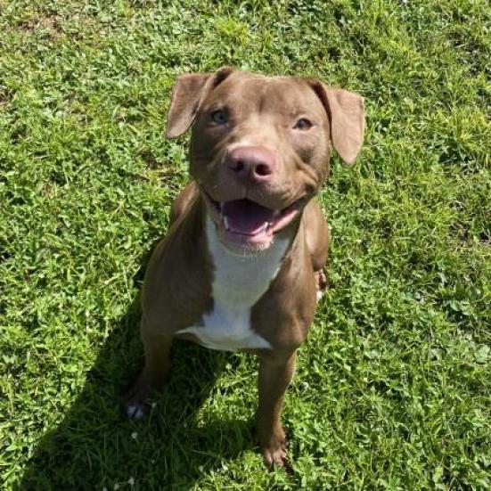 Enlarge Shyla, a Adoptable mixed breed in Lakeland, FL image 1/6