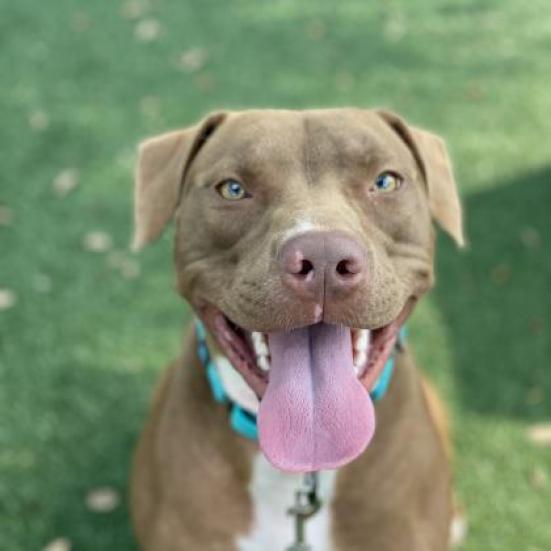 Enlarge Shyla, a Adoptable mixed breed in Lakeland, FL image 2/6