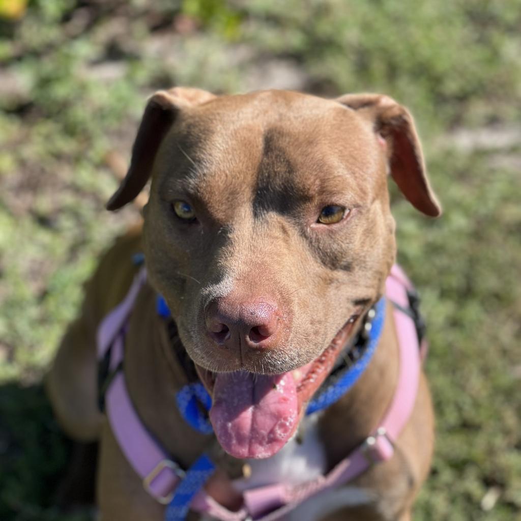 Enlarge Shyla, a Adoptable mixed breed in Lakeland, FL image 3/6