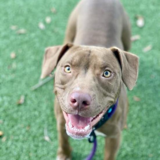 Enlarge Shyla, a Adoptable mixed breed in Lakeland, FL image 4/6