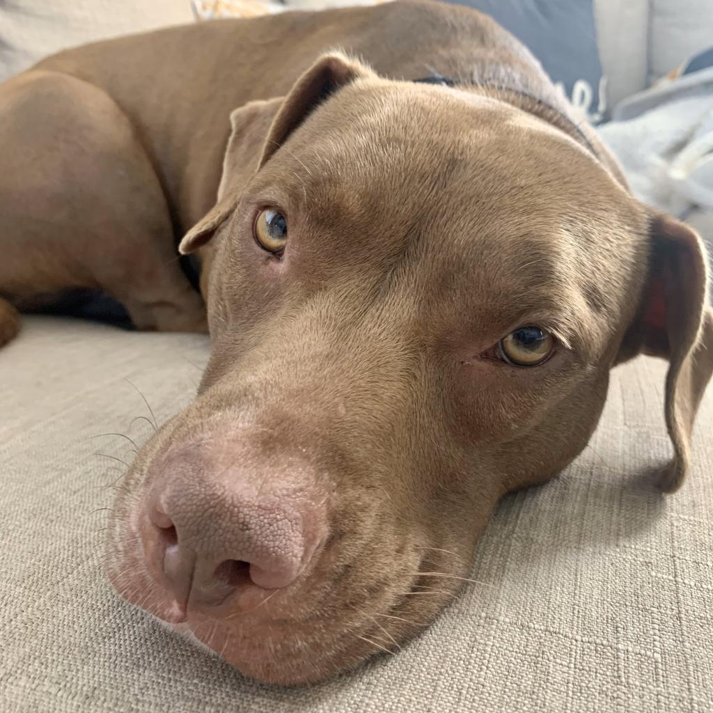 Enlarge Shyla, a Adoptable mixed breed in Lakeland, FL image 5/6