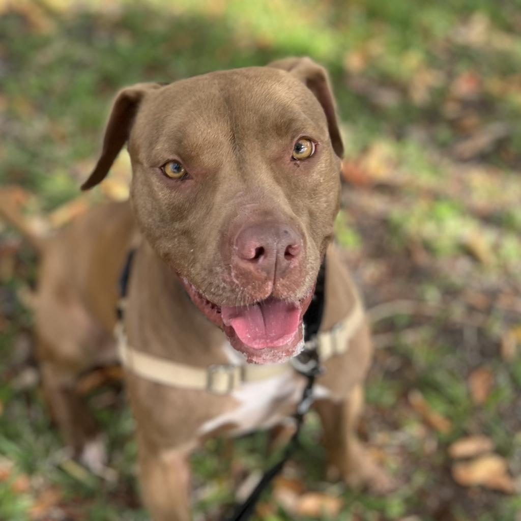 Enlarge Shyla, a Adoptable mixed breed in Lakeland, FL image 6/6